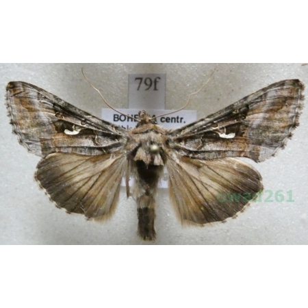 Autographa gamma (Linnaeus, 1758) Błyszczka jarzynówka Czech79f